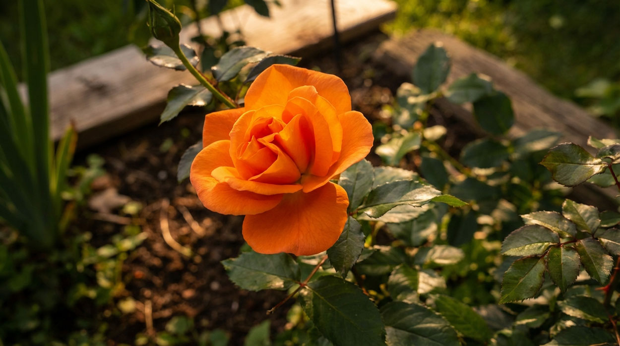 Groundskeeping and yard maintenance